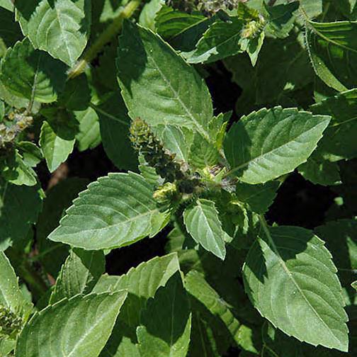 Sacred basil
