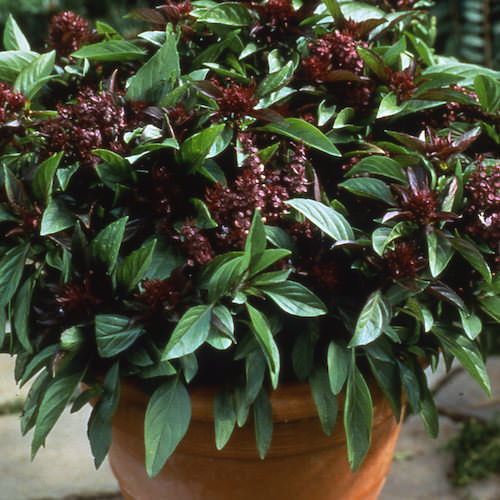 Siam Queen Thai basil Siam Queen Thai basil