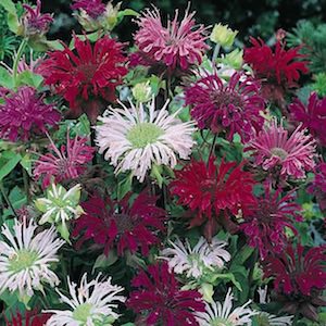 Bee Balm