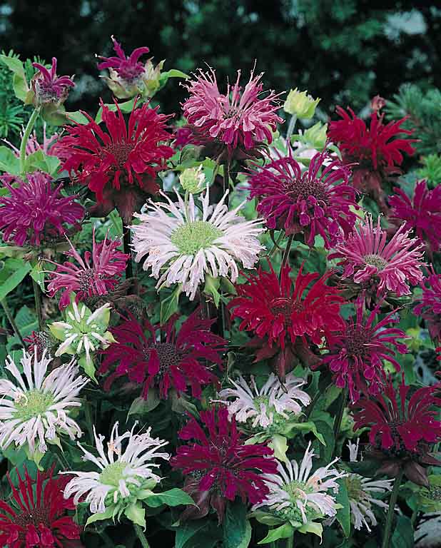 Panorama Mix bee balm Panorama Mix bee balm