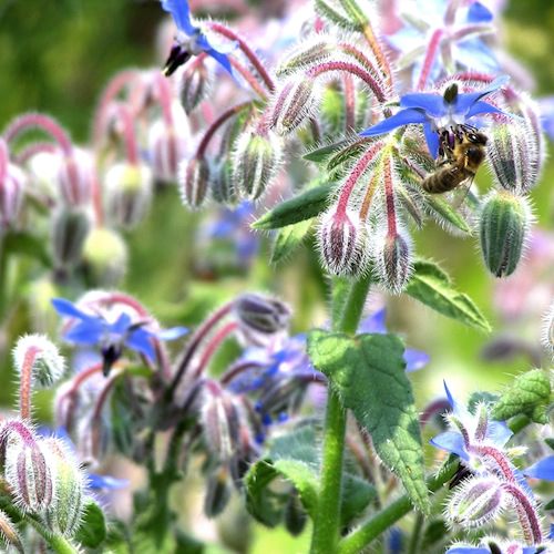 Foraging honeybee on borage flower borage flowers