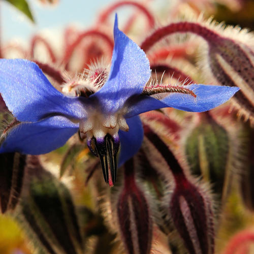 Honeybee on borage flower borage flower with honeybee