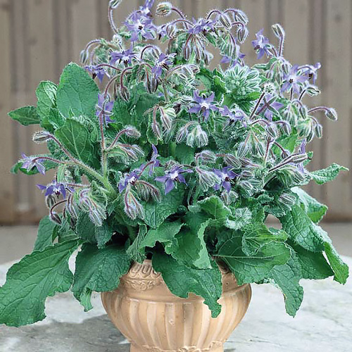 Borage Borage - Borago officinalis