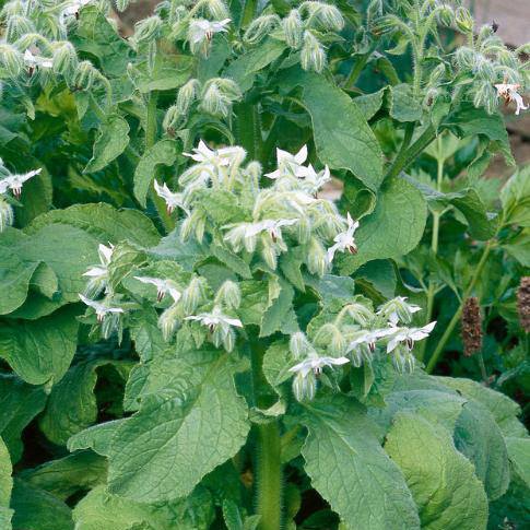 White borage White Borage flowers