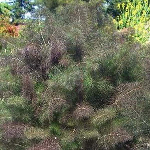 Bronze Fennel