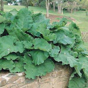 Burdock