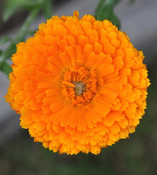 Erfurter Orangefarbige calendula Calendula Erfurter Orangefarbige - medicinal calendula flowers