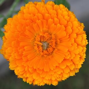 Calendula