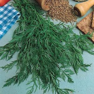 Caraway
