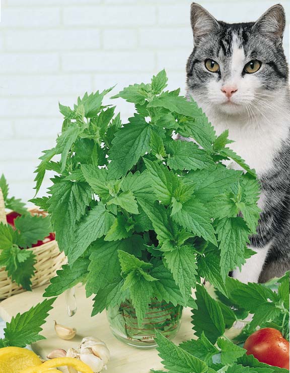 Catnip sprigs in water Catnip - Nepeta cataria