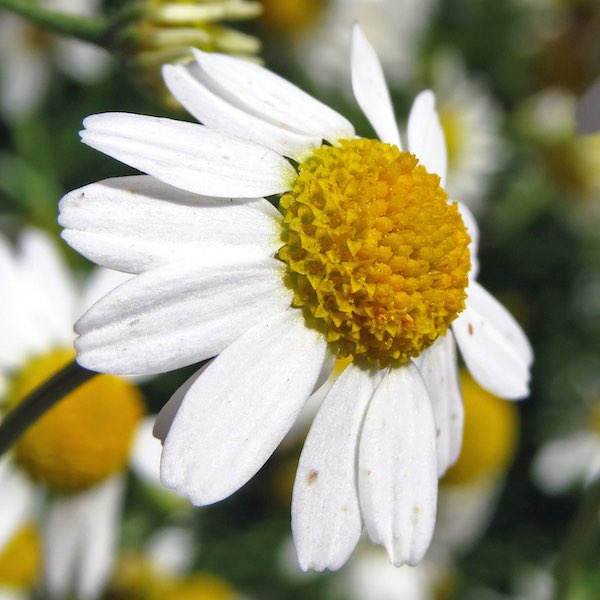 German Chamomile, Bodegold