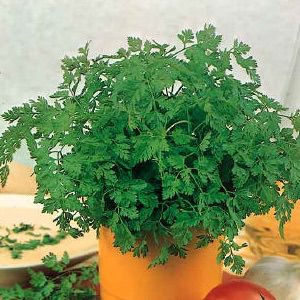 Chervil