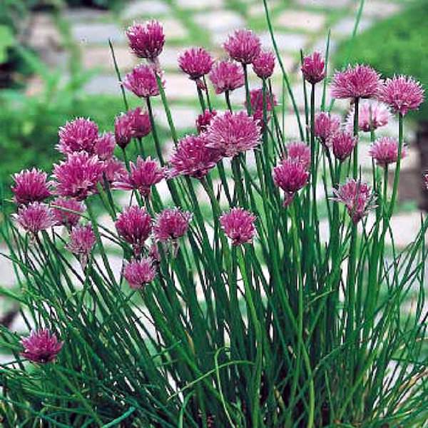 chives allium schoenoprasum