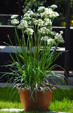 Garlic Chives Garlic Chives - Allium tuberosum