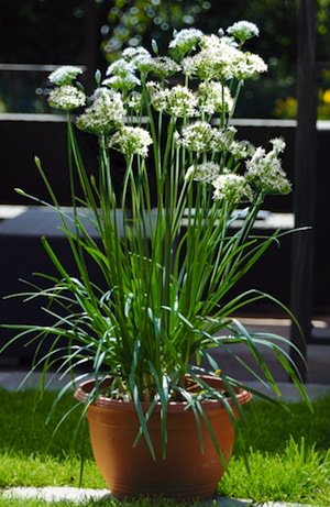 Garlic Chives - Allium tuberosum