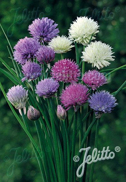 Chives Ornamental One Mix