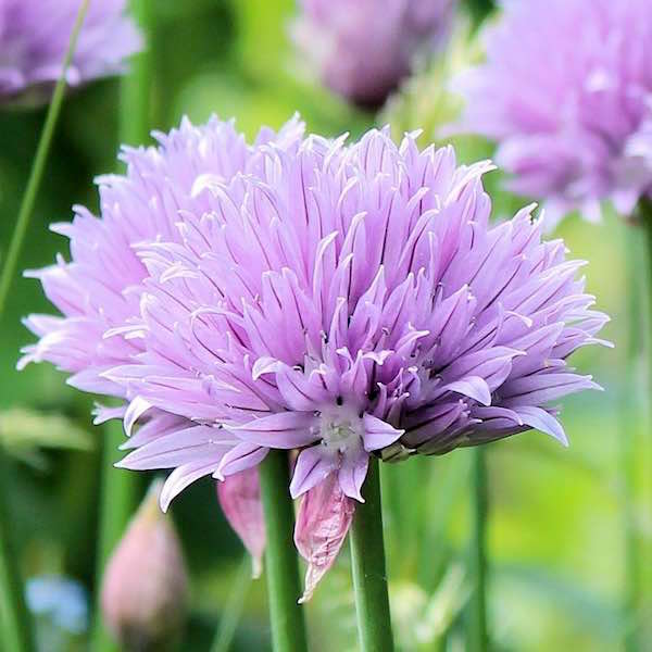 Staro chives Staro Chives - Allium schoenoprasum