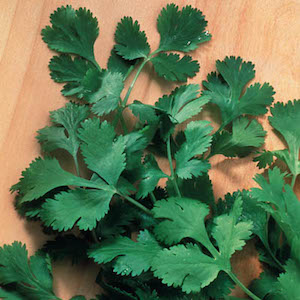 Santo cilantro Santo Cilantro - coriander