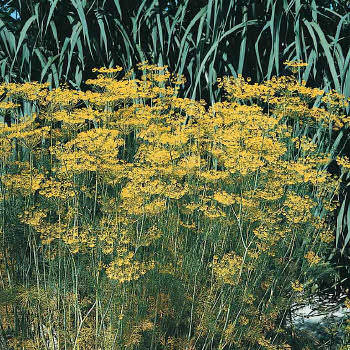 Bouquet dill Bouquet Dill