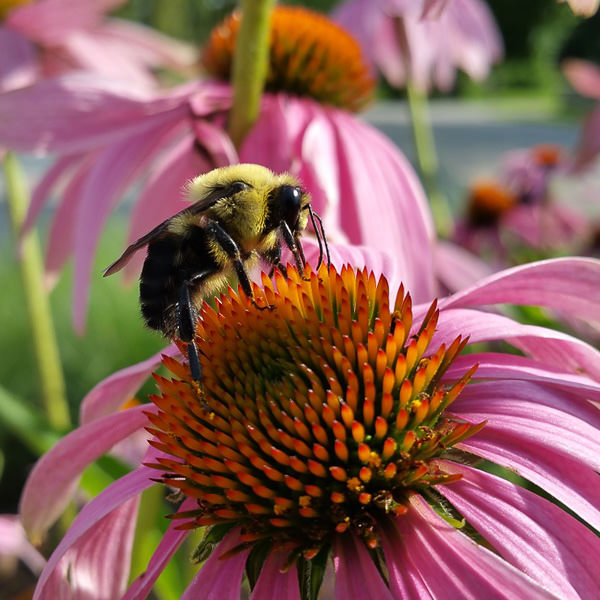 Echinacea purpurea flowers Echinacea flowers