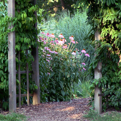 Echinacea landing pad Echinacea and honeybee
