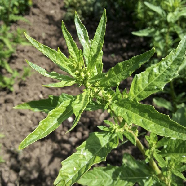 Epazote Glossy Epazote Glossy herb