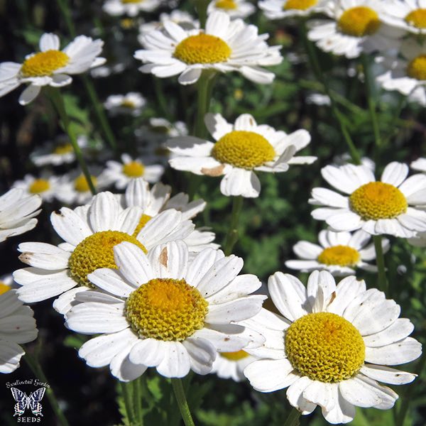 Feverfew Feverfew - Tanacetum parthenium