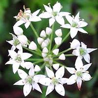 Garlic Chives