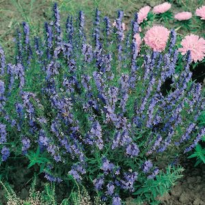 Hyssop