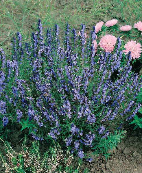 Hyssop - Hyssopus officinalis