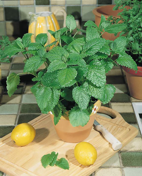 Citronella lemon balm seeds