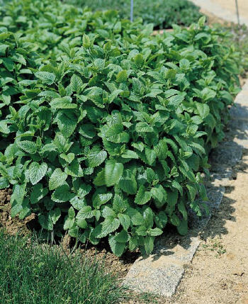 Quedlinburger Niederliegende lemon balm Quedlinburger Niederliegende lemon balm seeds