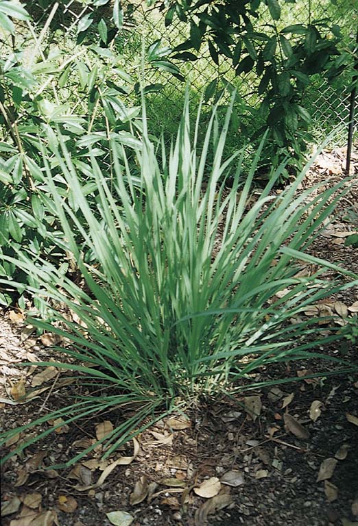 East Indian lemongrass