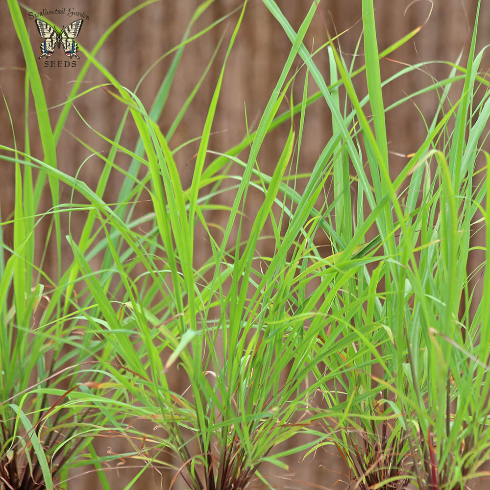 East Indian Lemongrass Plants