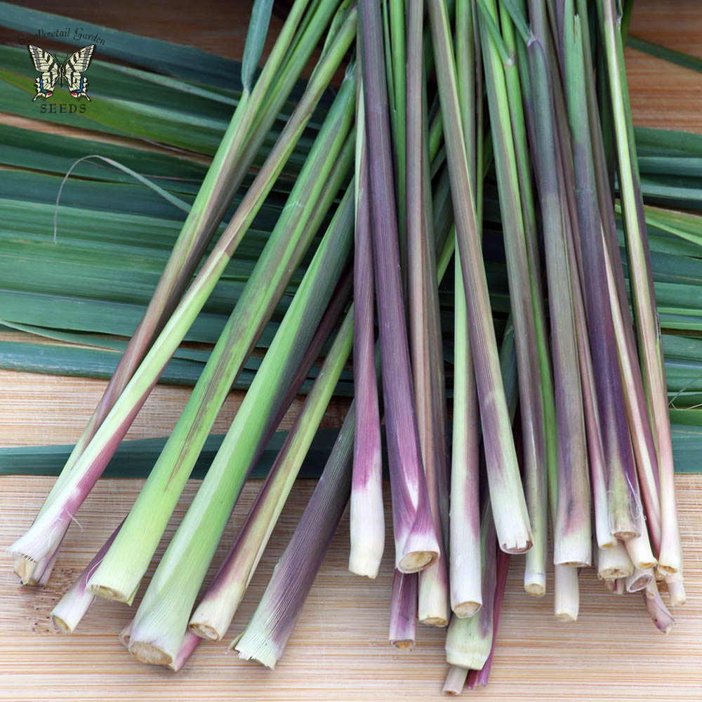 East Indian Lemongrass