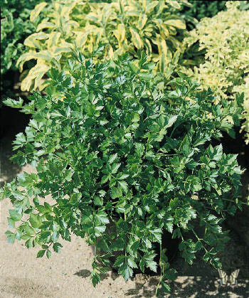 Lovage Lovage - Levisticum officinale