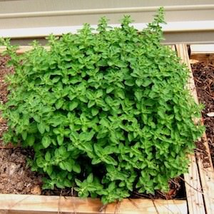 Oregano