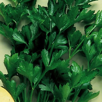 Italian Dark Green parsley Italian Dark Green parsley seeds