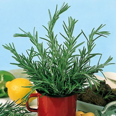 Rosemary