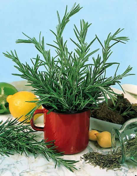 Rosemary Rosemary - Rosmarinus officinalis