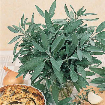 Extrakta culinary sage Extrakta sage - Salvia officinalis