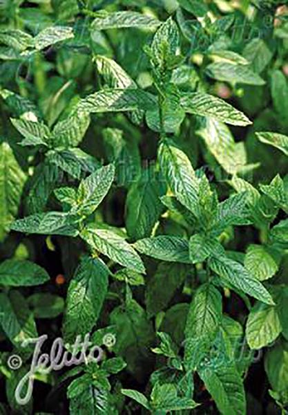 Spearmint Spearmint