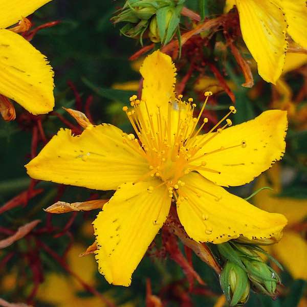 Topas St. John's Wort