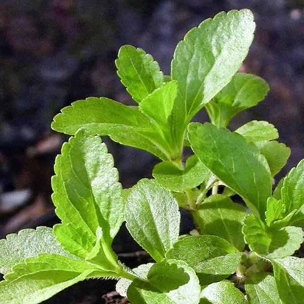 Stevia the Sweet Herb