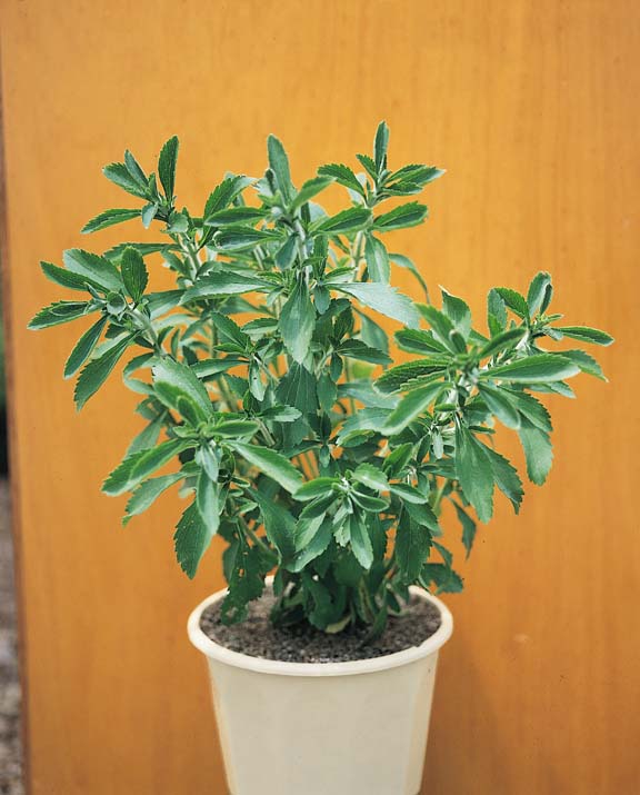Sweety Star Stevia Sweety Star Stevia