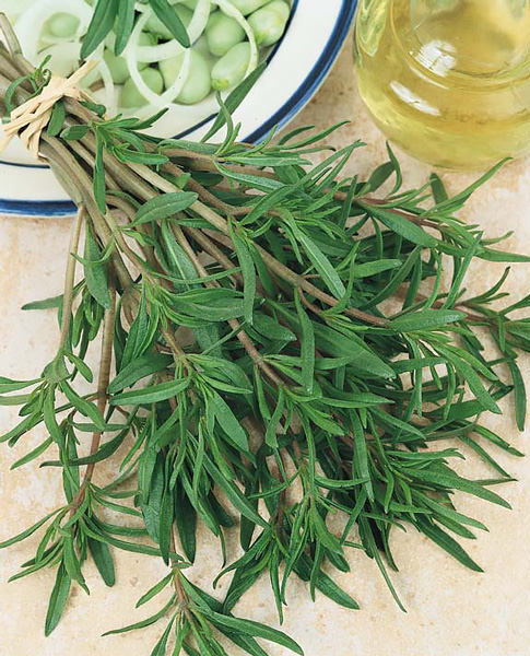 Summer Savory - Satureja hortensis