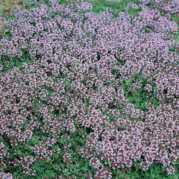 Mother-of-thyme Mother of Thyme, Creeping Thyme - Thymus serpyllum
