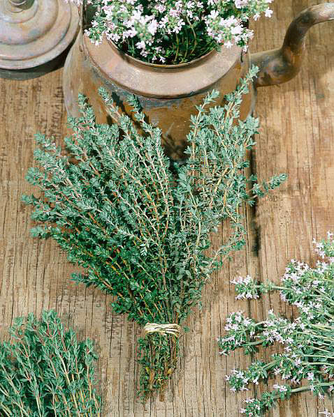 Summer thyme Summer thyme - Thymus vulgaris