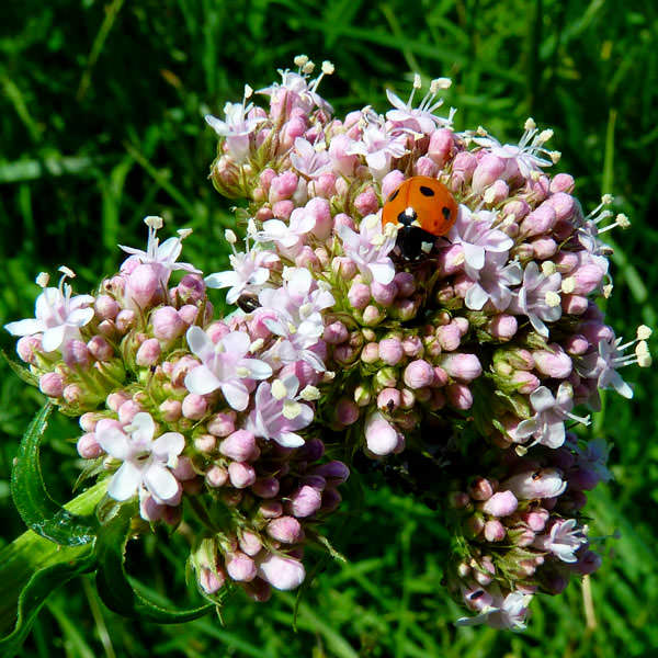 Anthos Valerian seeds