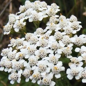 Yarrow